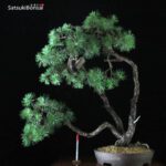 Pino Silvestre - Pinus Sylvestris VENDUTO - immagine 2