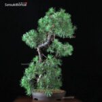 Pino Silvestre - Pinus Sylvestris VENDUTO - immagine 3