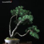 Pino Silvestre - Pinus Sylvestris VENDUTO - immagine 5