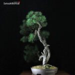 Pino Silvestre - Pinus Sylvestris VENDUTO - immagine 4