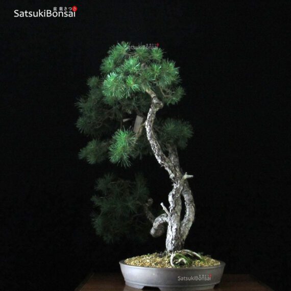 Pino Silvestre - Pinus Sylvestris VENDUTO - immagine 4