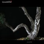 Pino Silvestre - Pinus Sylvestris VENDUTO - immagine 6