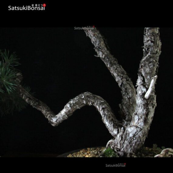 Pino Silvestre - Pinus Sylvestris VENDUTO - immagine 6