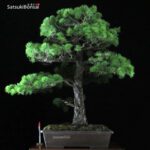 Pino Pentaphylla Goyomatsu VENDUTO - immagine 2