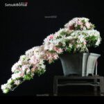 Azalea Satsuki NIKKO VENDUTO - immagine 2