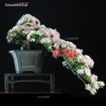 Azalea Satsuki NIKKO VENDUTO