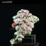 Azalea Satsuki NIKKO VENDUTO - immagine 3