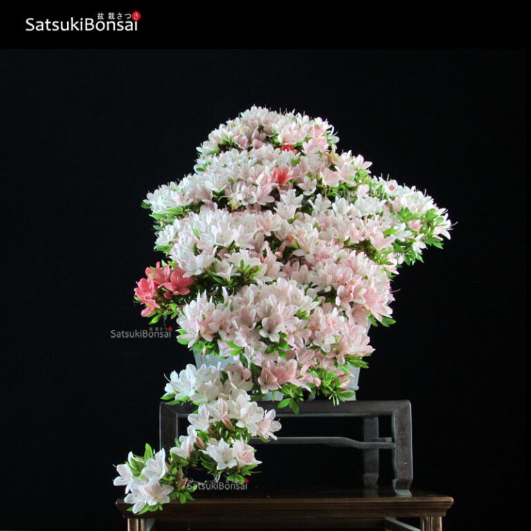 Azalea Satsuki NIKKO VENDUTO SatsukiBonsai