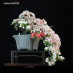 Azalea Satsuki NIKKO VENDUTO - immagine 4