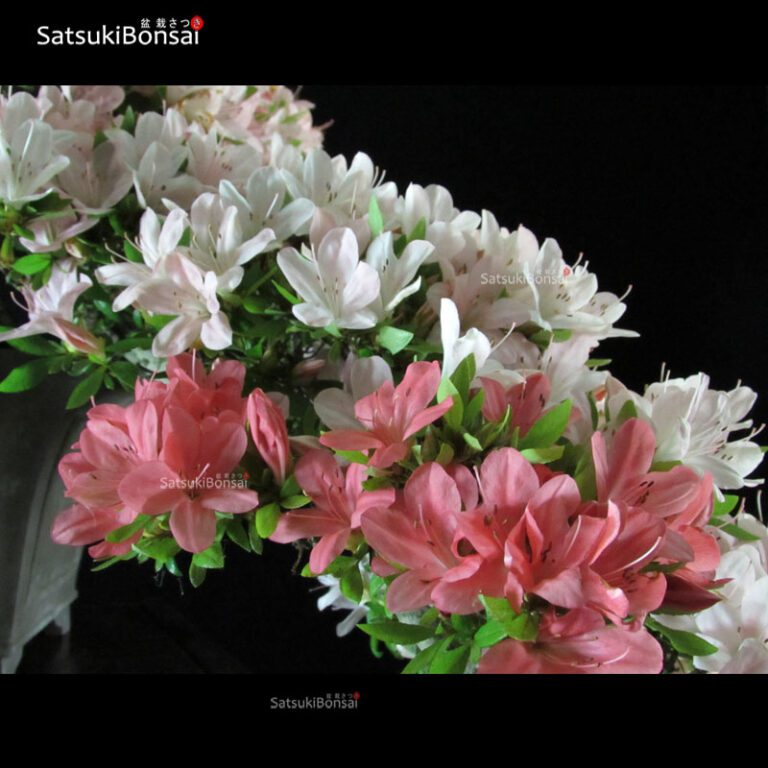 Azalea Satsuki NIKKO VENDUTO SatsukiBonsai
