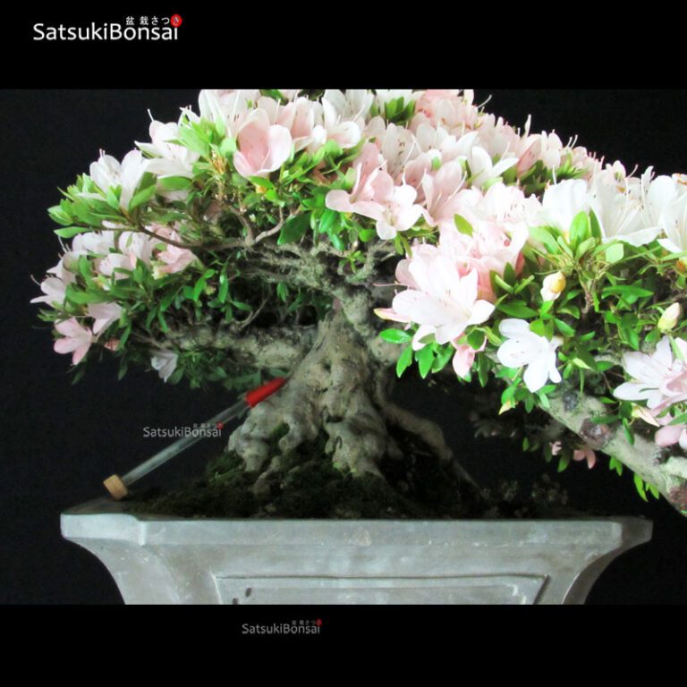 Azalea Satsuki NIKKO VENDUTO SatsukiBonsai
