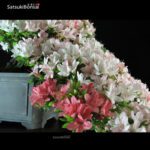 Azalea Satsuki NIKKO VENDUTO - immagine 7