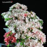 Azalea Satsuki NIKKO VENDUTO - immagine 8