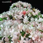 Azalea Satsuki NIKKO VENDUTO - immagine 9