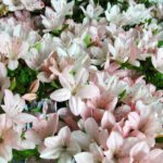 Azalea Satsuki NIKKO VENDUTO - immagine 10