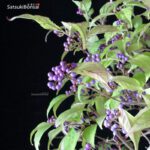 Callicarpa Japonica VENDUTO - immagine 6