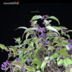 Callicarpa Japonica VENDUTO - immagine 7