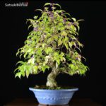 Callicarpa Japonica VENDUTO - immagine 2