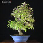 Callicarpa Japonica VENDUTO - immagine 3