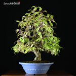 Callicarpa Japonica VENDUTO - immagine 4