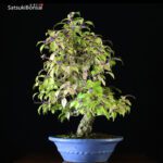 Callicarpa Japonica VENDUTO - immagine 5