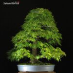 Acero Palmato Yamamomiji VENDUTO - immagine 2