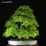 Acero Palmato Yamamomiji VENDUTO - immagine 3