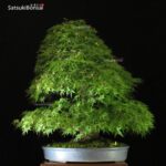 Acero Palmato Yamamomiji VENDUTO - immagine 4