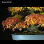 Acero Palmato Yamamomiji VENDUTO - immagine 10