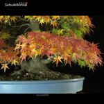 Acero Palmato Yamamomiji VENDUTO - immagine 11