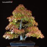 Acero Palmato Yamamomiji VENDUTO