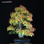 Acero Palmato Yamamomiji VENDUTO - immagine 2