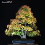 Acero Palmato Yamamomiji VENDUTO - immagine 3