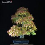 Acero Palmato Yamamomiji VENDUTO - immagine 4