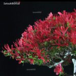 Azalea Satsuki KINSAI VENDUTO - immagine 2