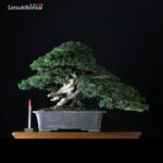 Taxus Baccata - Tasso VENDUTO