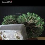 Taxus Baccata - Tasso VENDUTO - immagine 6