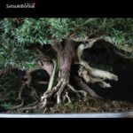 Taxus Baccata - Tasso VENDUTO - immagine 10