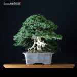 Taxus Baccata - Tasso VENDUTO - immagine 2