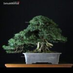 Taxus Baccata - Tasso VENDUTO - immagine 3