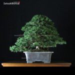 Taxus Baccata - Tasso VENDUTO - immagine 4