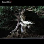 Taxus Baccata - Tasso VENDUTO - immagine 7