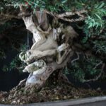 Taxus Baccata - Tasso VENDUTO - immagine 8