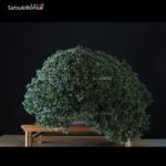 Taxus Baccata - Tasso VENDUTO - immagine 5