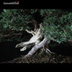 Taxus Baccata - Tasso VENDUTO - immagine 9