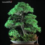 Pino Pentaphylla Goyomatsu VENDUTO - immagine 2