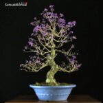 Callicarpa Japonica VENDUTO