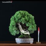 Juniperus Chinensis itoigawa VENDUTO