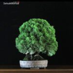 Juniperus Chinensis itoigawa VENDUTO - immagine 3