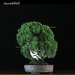 Juniperus Chinensis itoigawa VENDUTO - immagine 2